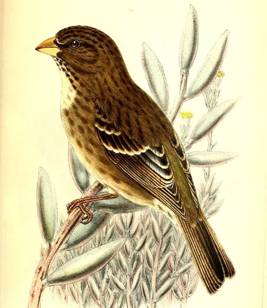 File:CrithagraLeucopteraHart (cropped).jpg