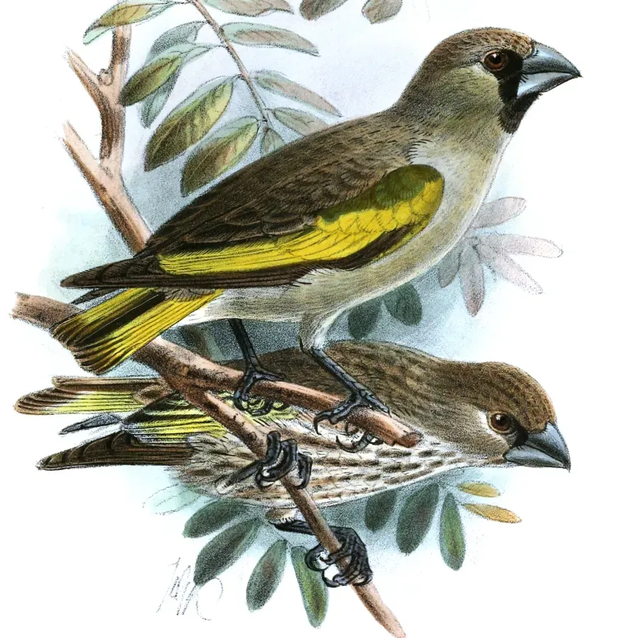 File:RhynchostruthusLouisaeKeulemans (cropped).jpg