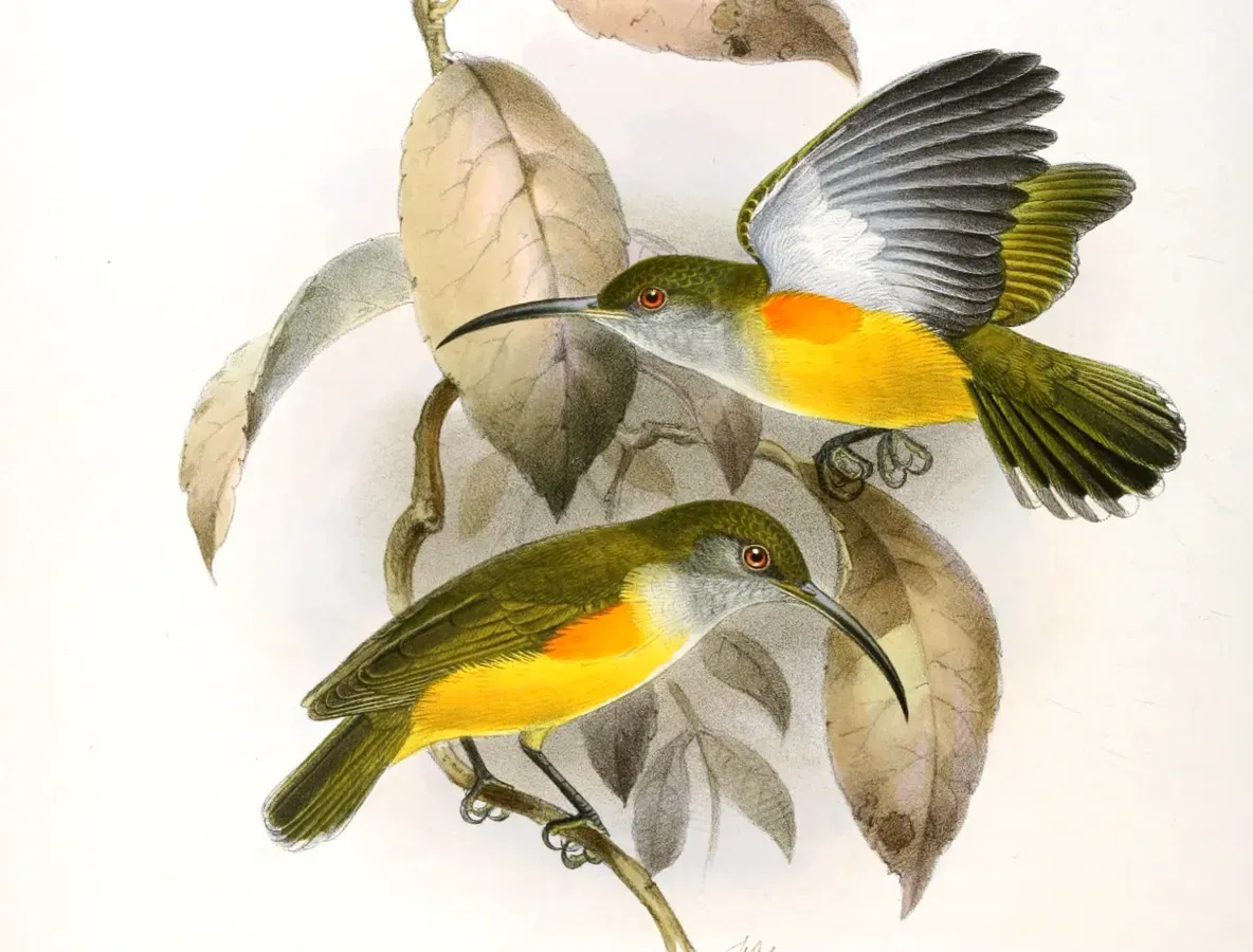 File:Arachnothera flammifera Keulemans (cropped).jpg