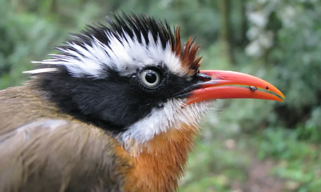 File:Pomatorhinus ferruginosus (cropped).jpg