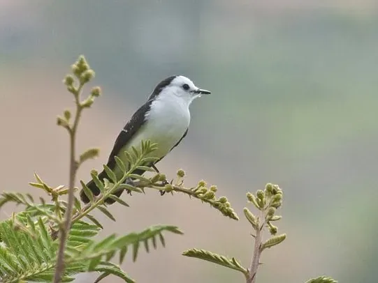 File:Fluvicola albiventer (cropped).jpeg