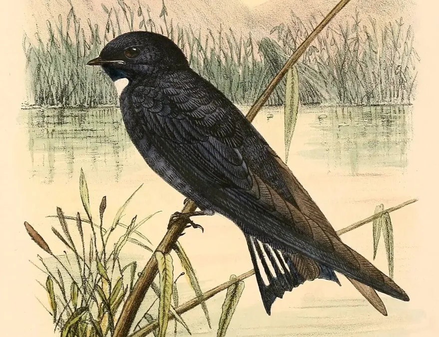 File:Hirundo nigrita 1894 (cropped).jpg