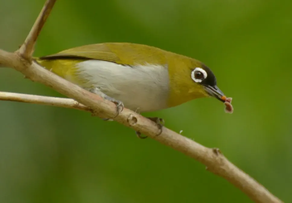 File:Zosterops atrifrons (6) (cropped).JPG