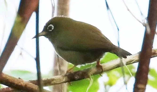 File:Zosterops oleagineus (cropped).jpg