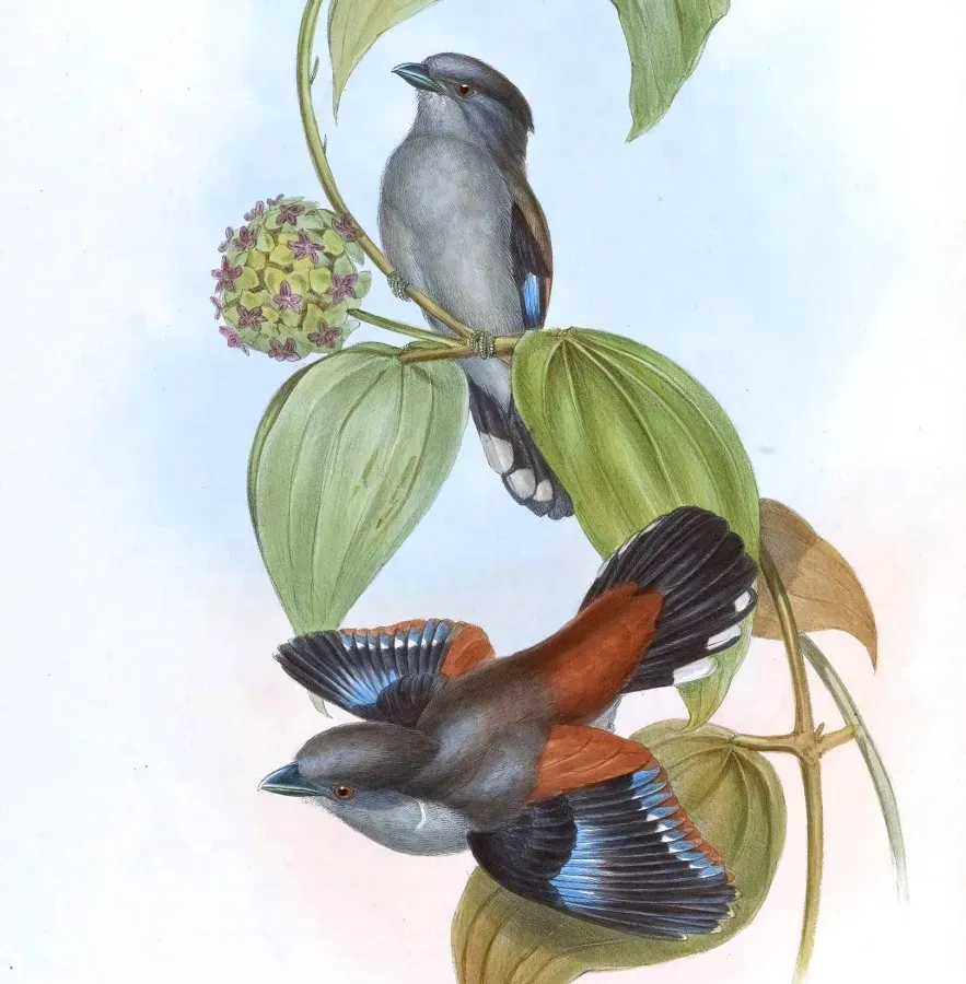 File:SerilophusRubropygiusGould (cropped).jpg