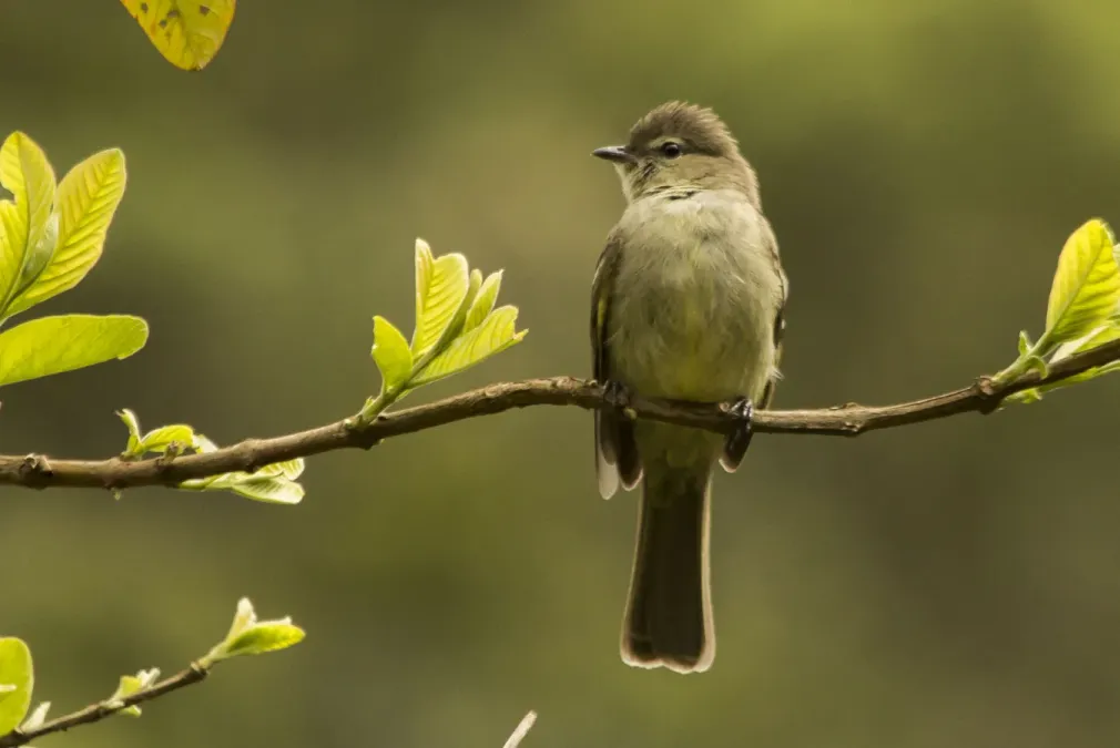 File:Tucão (Elaenia obscura) - Highland Elaenia.jpg