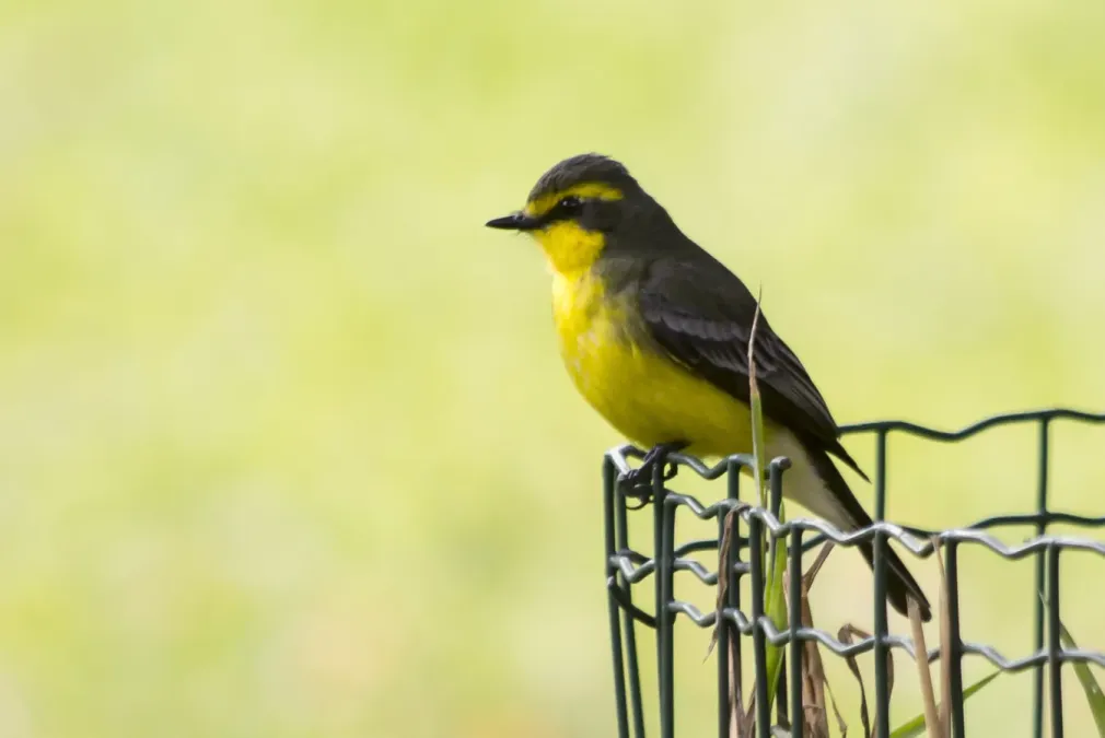 File:Suiriri-pequeno (Satrapa icterophrys) - Yellow-browed Tyrant.jpg