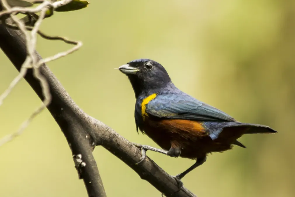 File:Ferro-velho (Euphonia pectoralis) Chestnut-bellied Euphonia.jpg