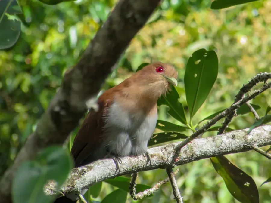 File:Squirrel Cuckoo(Piaya cayana).jpg