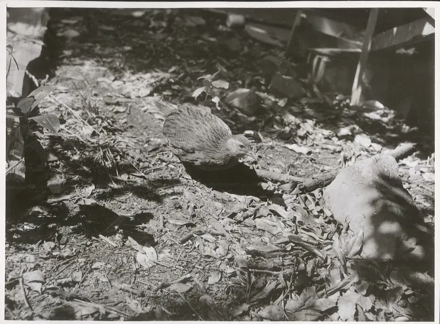 File:Kapiti Island - Weka. (Gallirallus australis).jpg