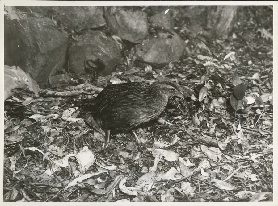 File:Weka. (Gallirallus australis).jpg