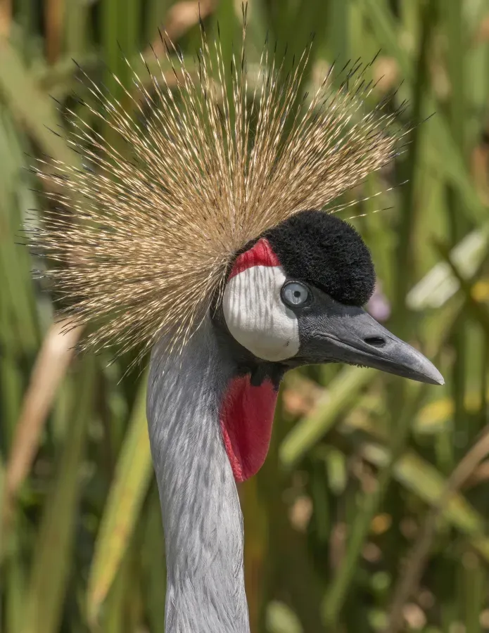 File:Grey crowned crane (Balearica regulorum gibbericeps) head 2.jpg