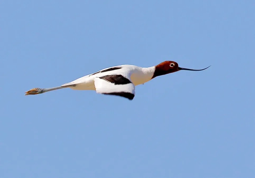 File:Red-necked Avocet (Recurvirostra novaehollandiae) - Flickr - Graham Winterflood.jpg