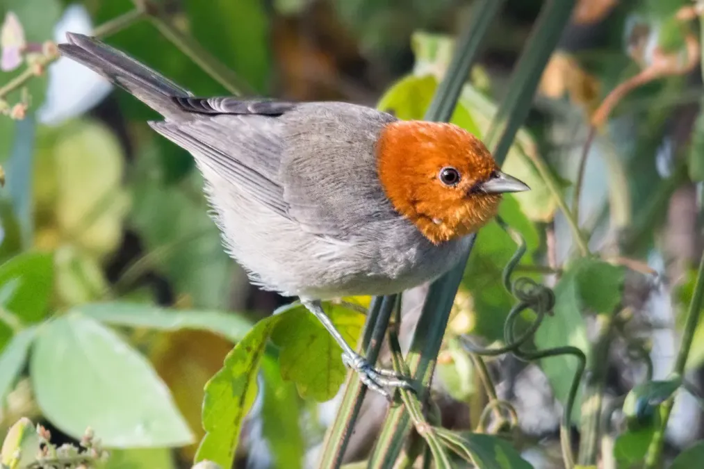 File:Fulvous-headed Tanager - frutero cabecileonado (Thlypopsis fulviceps fulviceps) (cropped).jpg