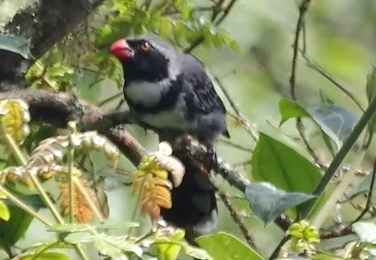 File:Saltator cinctus (cropped).jpg