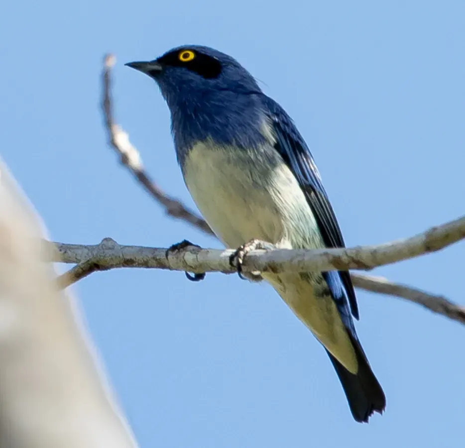 File:Dacnis albiventris - White-bellied dacnis, male; Beruri, Amazonas, Brazil (cropped).jpg
