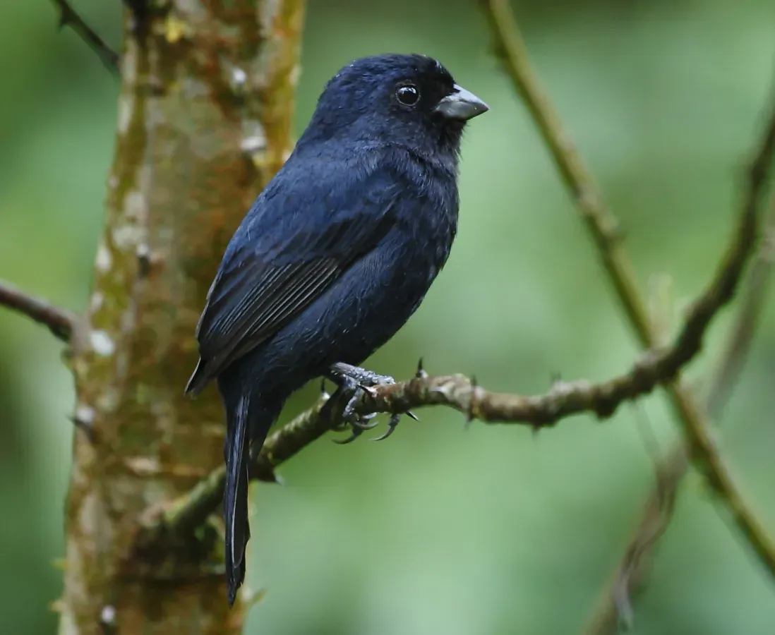 File:Amaurospiza moesta - Blackish-blue seedeater (male) (cropped).JPG