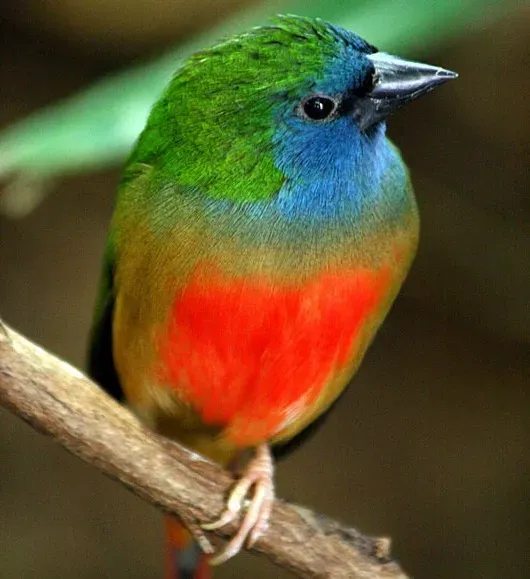 File:Erythrura prasina 228 (cropped).jpg