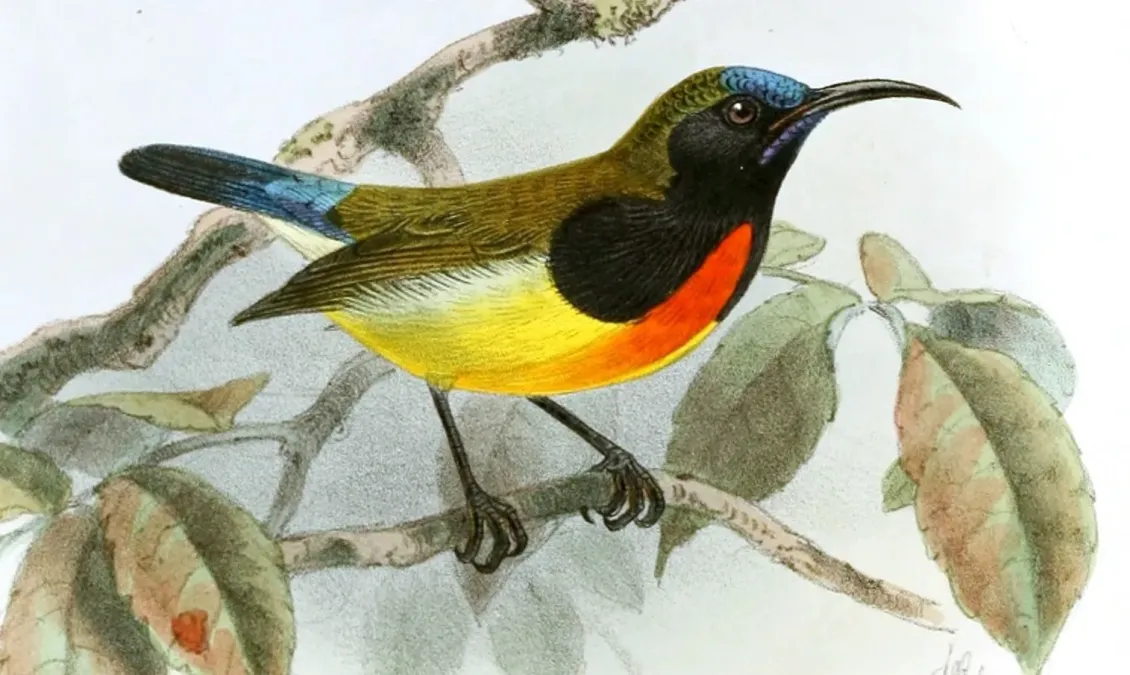 File:Aethopyga flagrans Keulemans (cropped).jpg