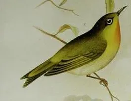 File:Zosterops tenuirostris.jpg