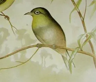 File:Zosterops strenuus 2.jpg