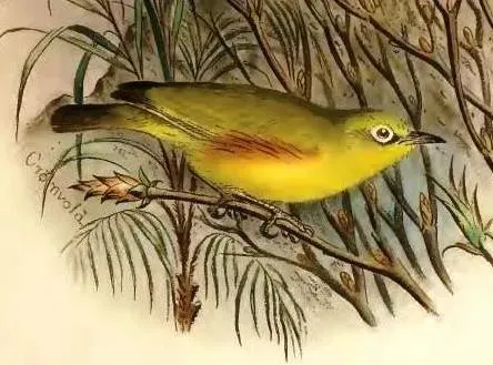 File:Zosterops mayottensis semiflava (cropped).jpg