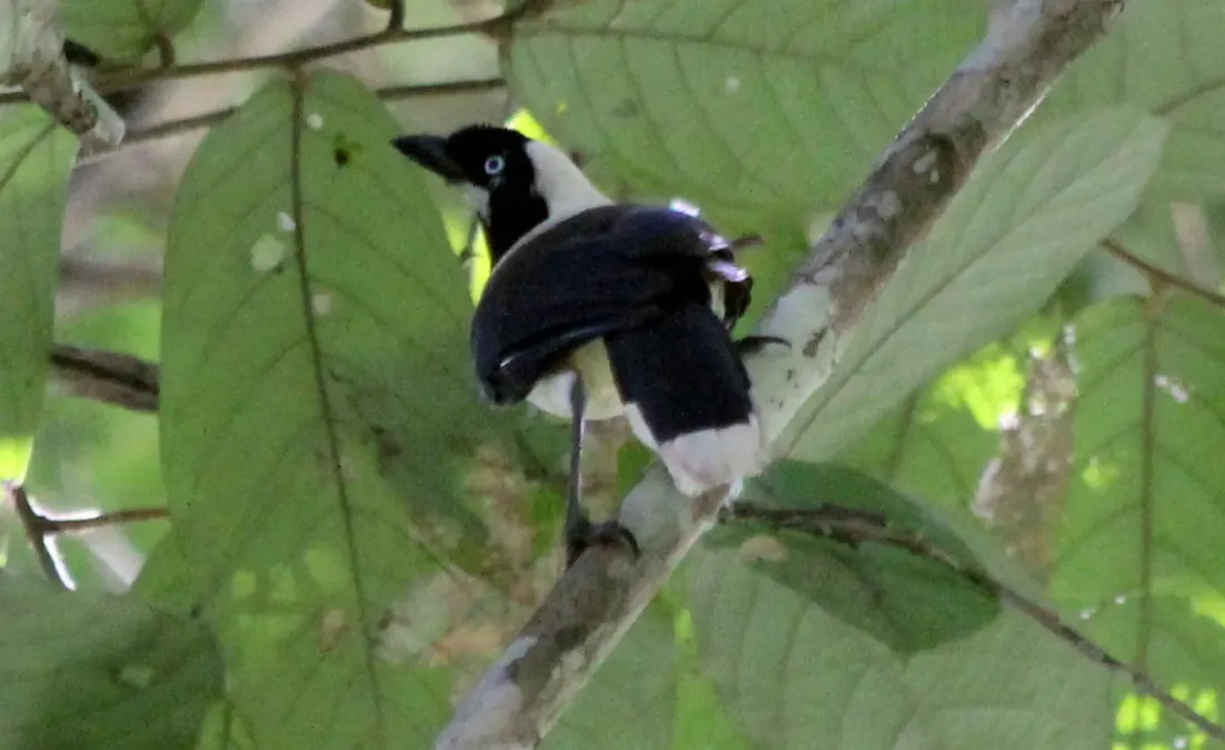 File:Cayenne Jay (Cyanocorax cayanus) (cropped2).jpg