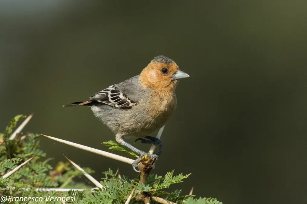 File:Melaniparus fringillinus.jpg
