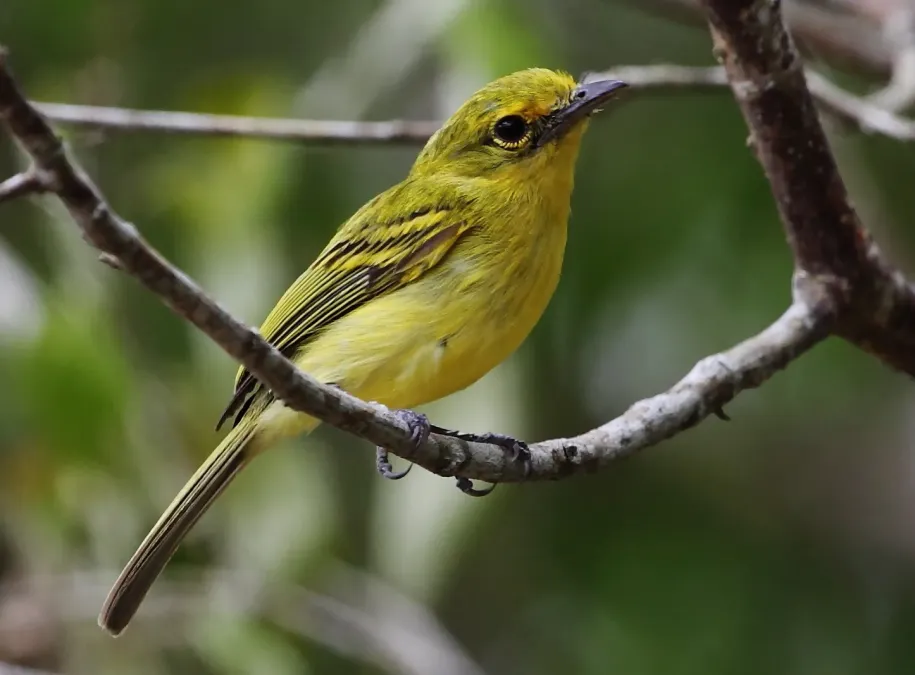 File:Tolmomyias flaviventris - Yellow-breasted Flycatcher (cropped).JPG