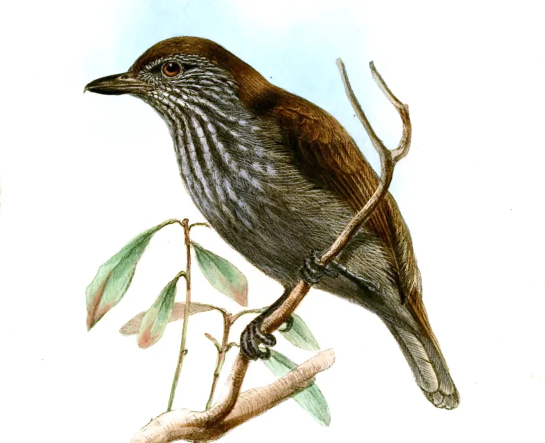 File:DysithamnusLeucostictusWolf (cropped).jpg