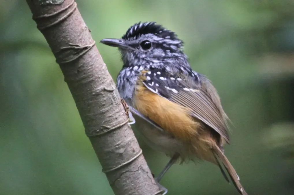 File:Hypocnemis rondoni - Manicore warbling-antbird (cropped).jpg
