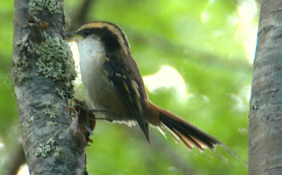File:Aphrastura spinicauda, Chile 3 (cropped).jpg