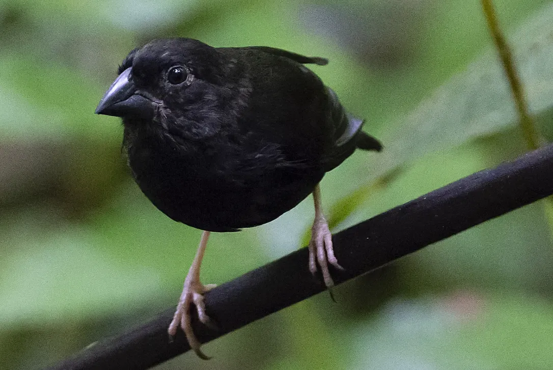 File:Melanospiza richardsoni 22917595 (cropped).jpg