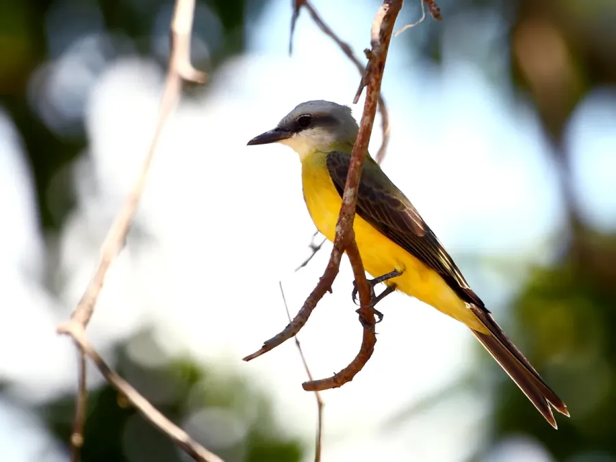 File:Tyrannus albogularis - White-throated Flycatcher; Iranduba, Amazonas, Brazil.jpg