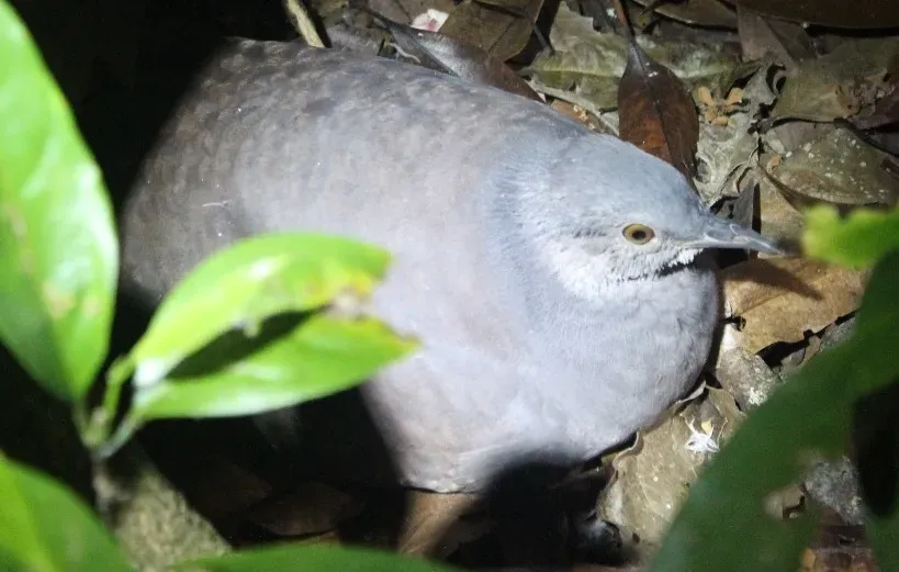 File:Crypturellus boucardi (cropped).jpg