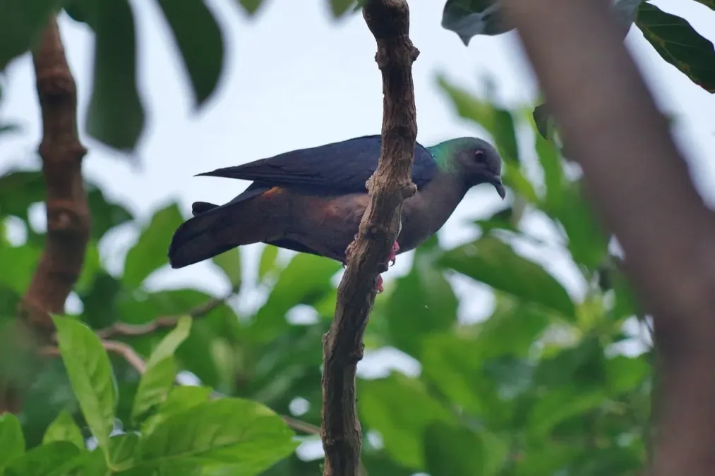 File:Columba malherbii (cropped).jpg