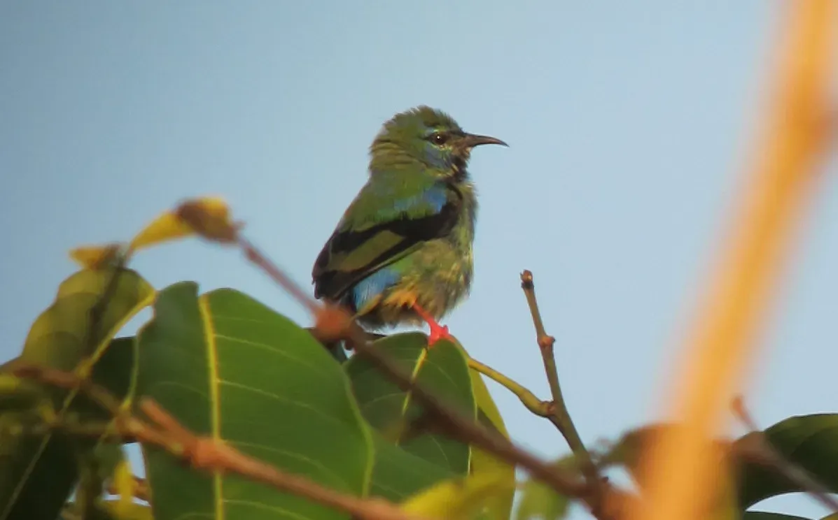 File:Short-billed Honeycreeper (Cyanerpes nitidus) (cropped).jpg