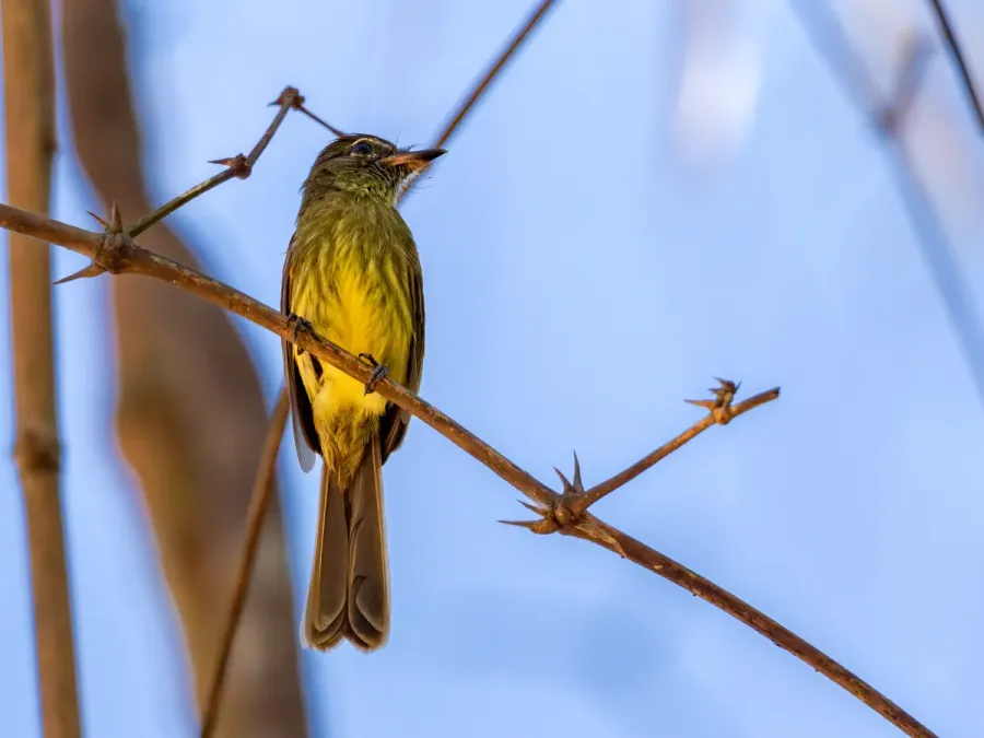 File:Ramphotrigon fuscicauda - Dusky-tailed Flatbill; Ramal do Noca, Rio Branco, Acre, Brazil.jpg