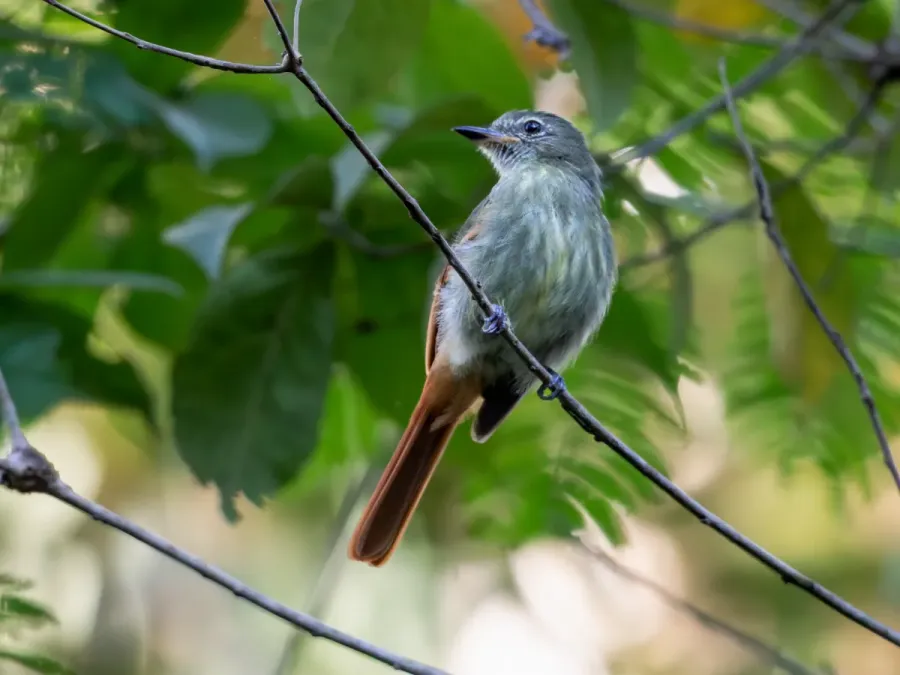 File:Ramphotrigon ruficauda - Rufous-tailed Flatbill; Xapuri, Acre, Brazil.jpg