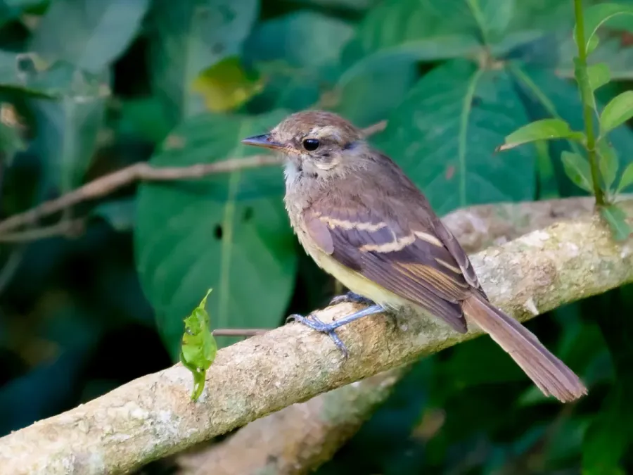 File:Cnemotriccus fuscatus - Fuscous Flycatcher; Bodoquena, Mato Grosso do Sul, Brazil.jpg