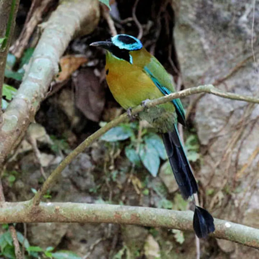 File:Blue-crowned motmot (Momotus momota), Ixhuatán, Chiapas (8 March 2016).jpg