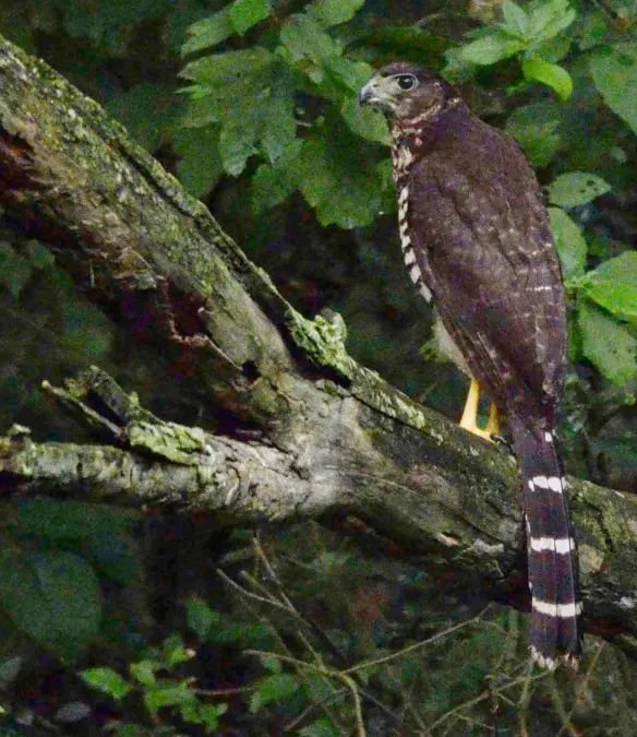 File:Collared Forest Falcon (Micrastur semitorquatus), Campeche, México (14 December 2015).jpg