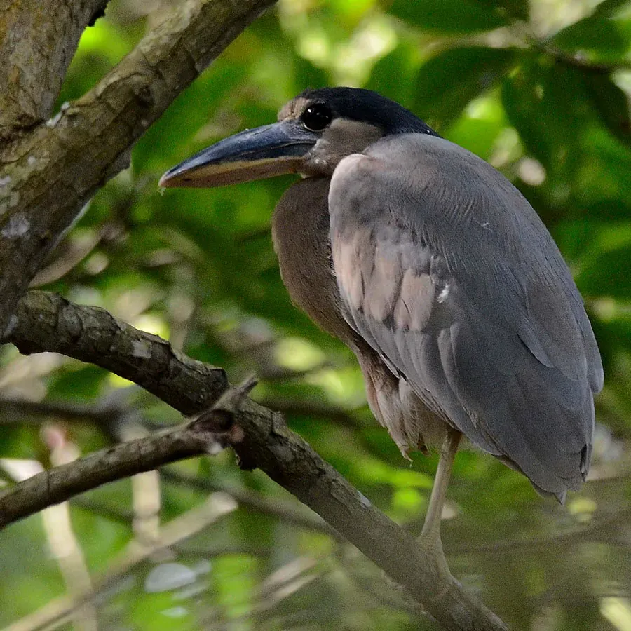 File:Boat-billed heron (Cochleatius cochlearius), Campeche, Mex. (2015).jpg
