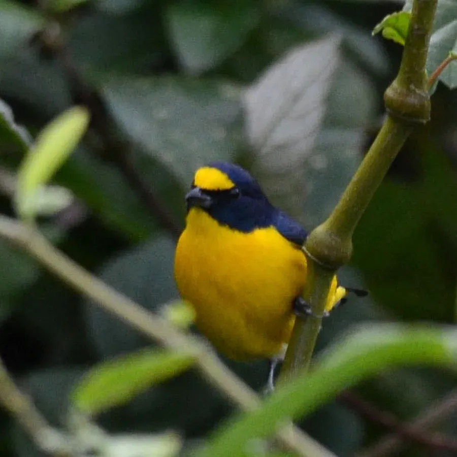 File:Yellow-throated euphonia (Euphonia hirundinacea), Laguna de Sontecomapan, Veracruz (4 January 2014).jpg