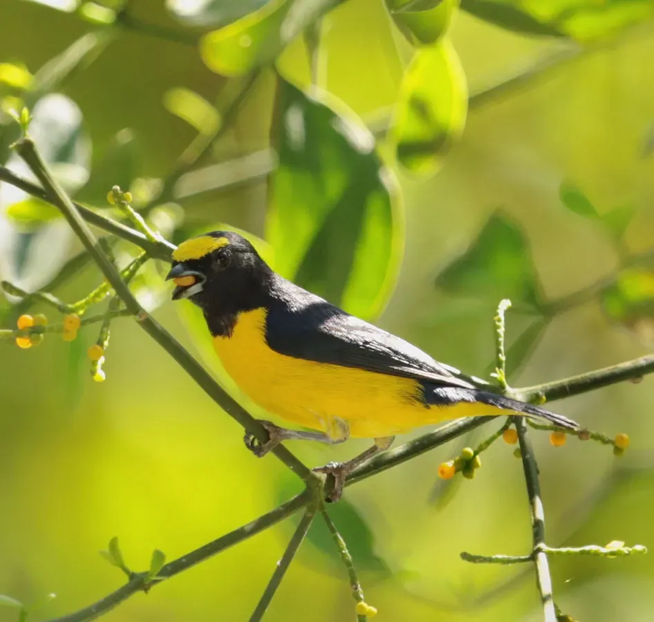 File:Scrub euphonia (Euphonia affinis), Matlapa, San Luis Potosi, Mexico (11 March 2014).jpg