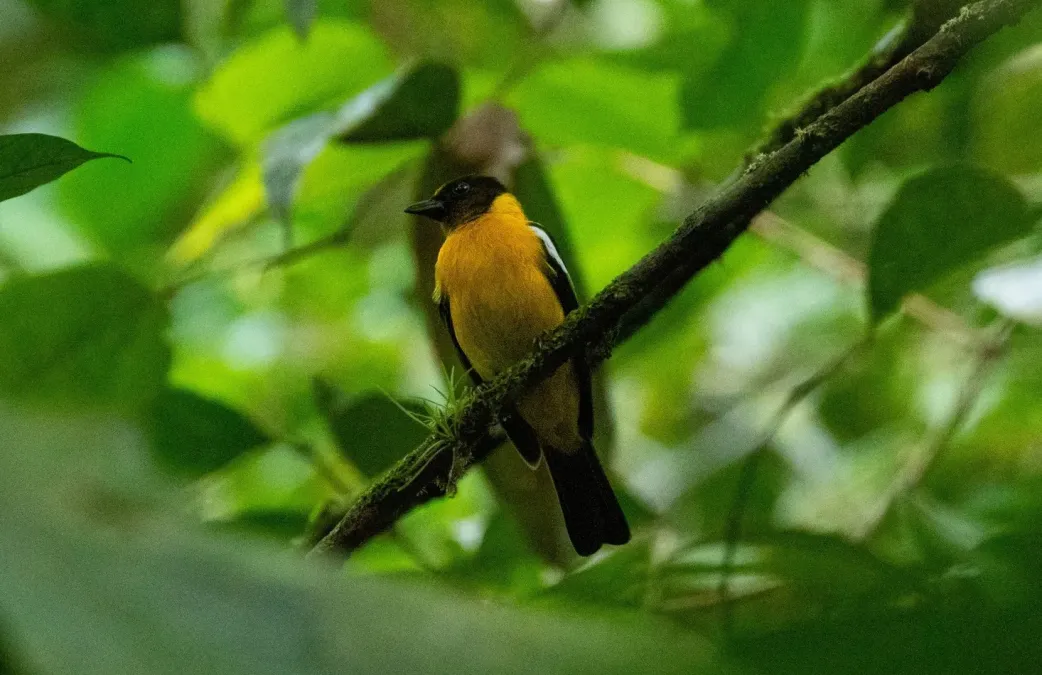File:Lanio versicolor 78775460.jpg