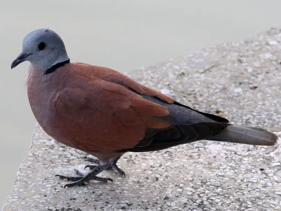 File:Streptopelia tranquebarica-male.jpg