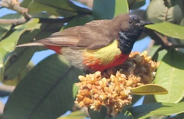 File:Anthreptes anchietae, Cuchi, Birding Weto, a (cropped).jpg