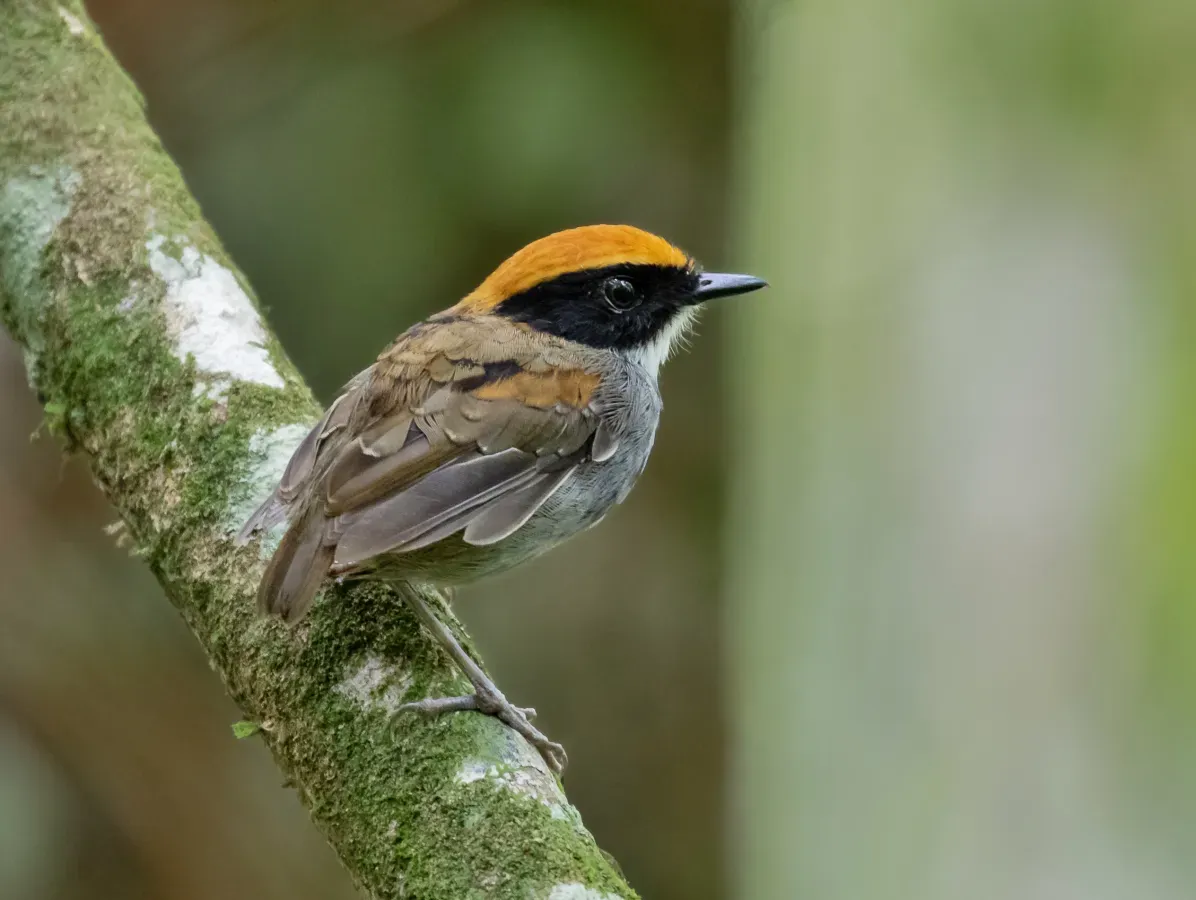 File:Conopophaga melanops - Black-cheeked Gnateater (male); Restinga de Bertioga State Park, São Paulo, Brazil.jpg