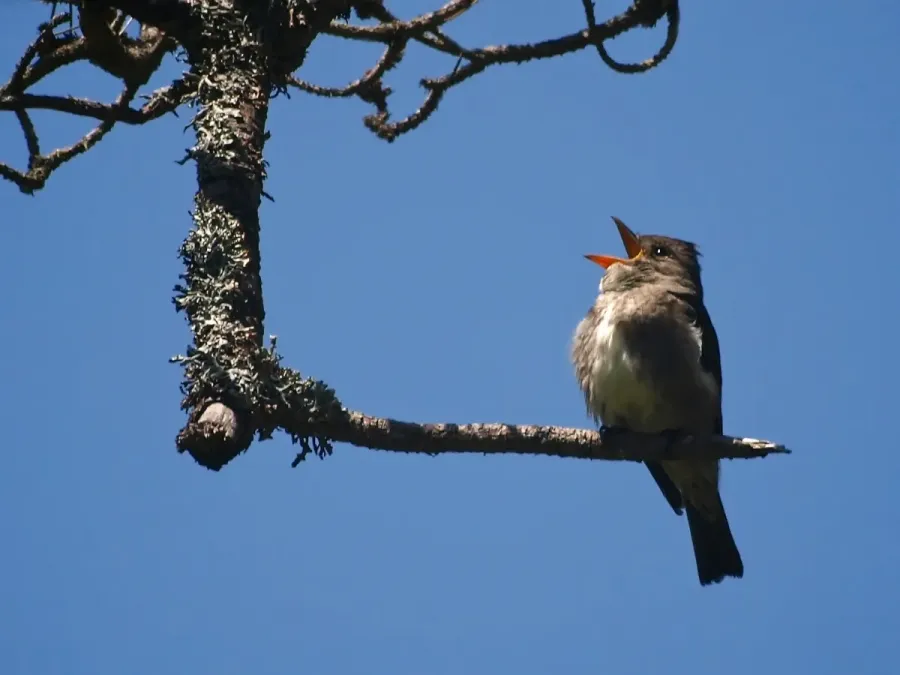 File:Contopus cooperi Mendocino 1.jpg